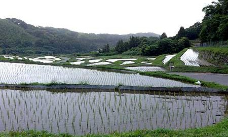 キラキラと輝く棚田と「増えるうどん」が魅力の糸島へ！