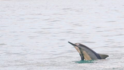 ハワイの新しい遊び方、カウアイ島の空編 ジュラシックパークの聖地に降り立つ！