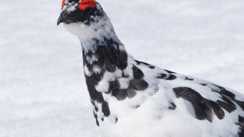 愛くるしい「ライチョウ」を探索しながら秋の火打登山、できちゃいますよ！