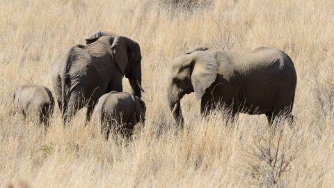 【南アフリカ探訪記】 自らの足でアフリカのサバンナを歩く、 緊張のウォーキング・サファリ体験