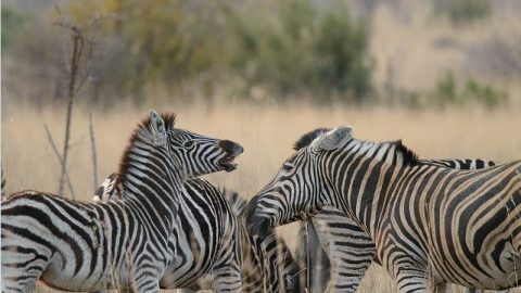 【南アフリカ探訪記】 サバンナを疾走するゲーム・ ドライブで出会った野生動物たち（後編）