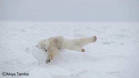 【写真家・丹葉暁弥さんに聞く：前編】 シロクマが集まってくる町、カナダ・チャーチルの魅力とは？