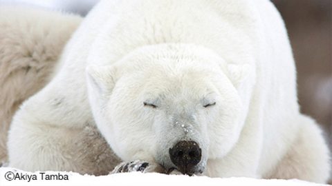 【写真家・丹葉暁弥さんに聞く：後編】 極北の自然の中で生きるシロクマたちの素顔と、彼らの未来について