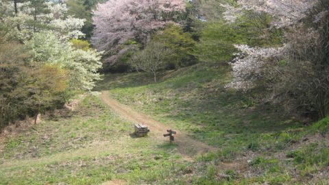 お花見ミニハイクに出かけませんか？