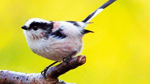 春のバードウォッチング入門　里山から低山で見られる野鳥15種【前編】