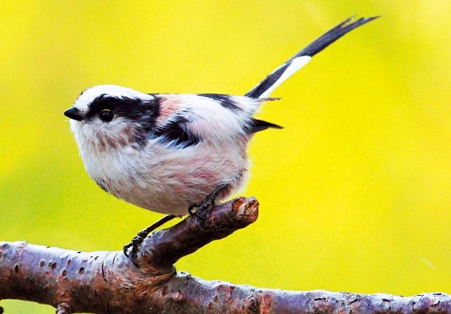 春のバードウォッチング入門　里山から低山で見られる野鳥15種【前編】