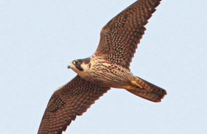 春のバードウォッチング入門　里山から低山で見られる野鳥15種【後編】