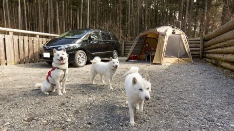 絶賛発売中！『ほんとうに気持ちいいキャンプ場100』に掲載した犬連れOKなキャンプ場