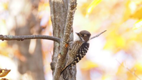 「日本野鳥の会」のことを知りたい！ 「探鳥会」に行ってみた！【前編】