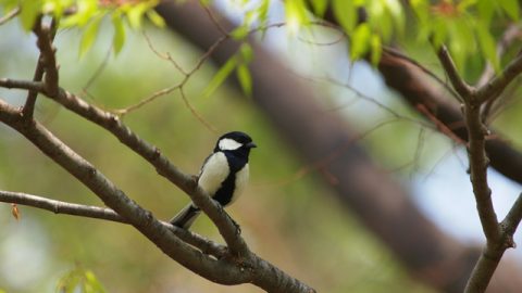 「日本野鳥の会」のことを知りたい！ 「探鳥会」行ってみた！（後編）