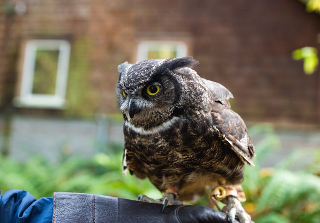 【PORTLAND取材こぼれネタ #5】野鳥たちの楽園「オーデュボン・ソサエティ」