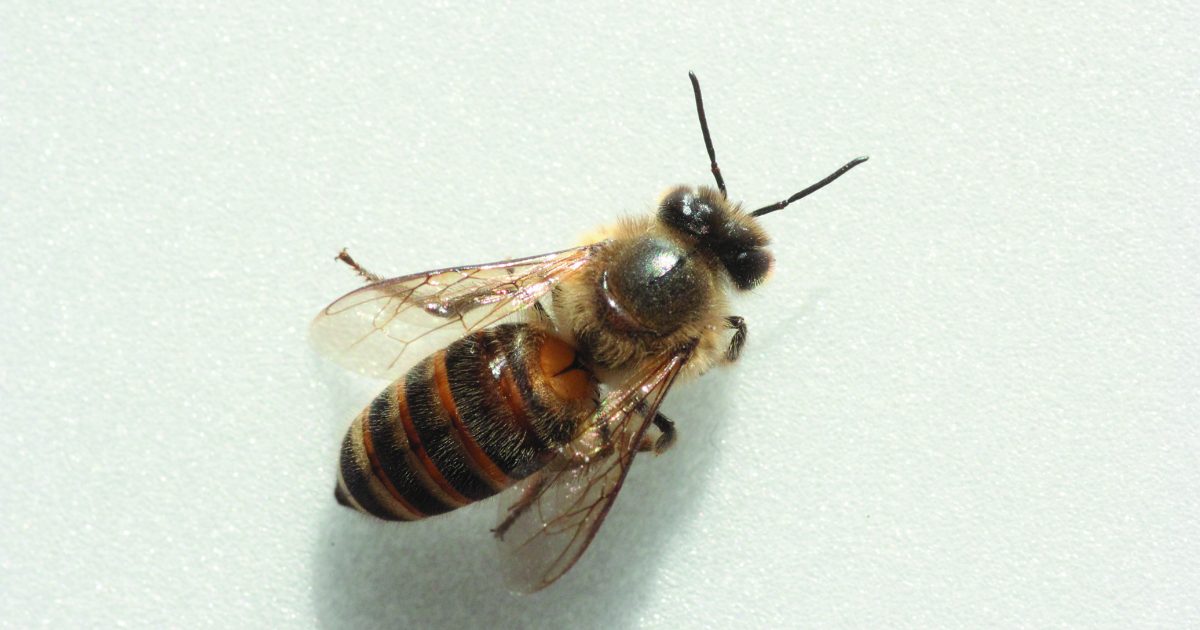 ニホンミツバチ の蜂蜜づくりに挑戦してみませんか ナチュラルライフ Be Pal キャンプ アウトドア 自然派生活の情報源ビーパル