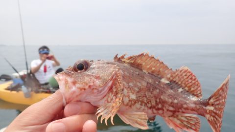 確実に釣れる方法、根魚を狙え！