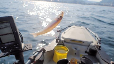 日の出とともに出船！ カヤックでヒラメ釣りに再挑戦