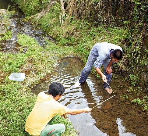 「ヨシノボリの見釣り」って何？