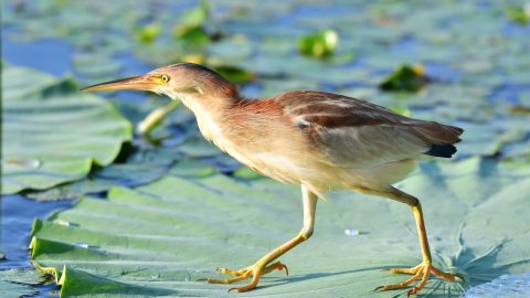 「ミョウガの妖精」と呼ばれる渡り鳥、ヨシゴイを知っていますか？