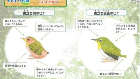 「日本野鳥の会」が野鳥のヒナとの関わり方がわかる小冊子を配布中