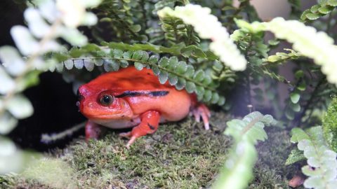 カエル好きのみなさんに朗報です～ 日本最大級のカエル展示・飼育施設『KawaZoo』がOPEN！