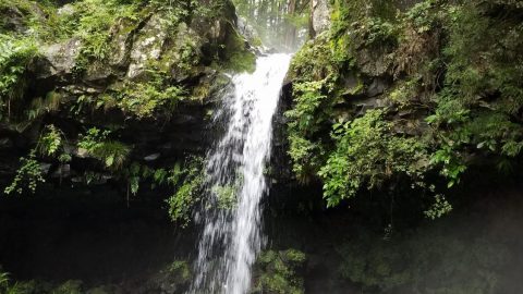 富士山麓の湧き水［読者投稿記事］