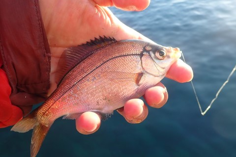 春を告げる ウミタナゴ を釣って食す Be Pal