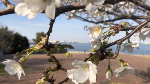 城南島海浜公園の早咲きの桜が二分咲き［読者投稿記事］