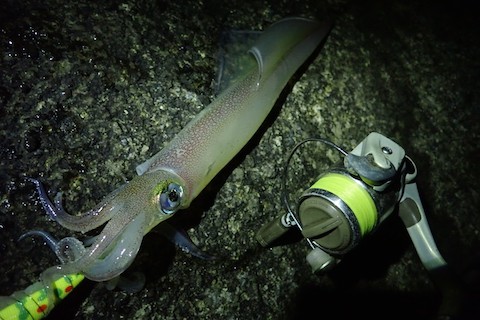 夜に群れをなして訪れるエイリアン ヤリイカ を釣って食す 海 川 カヌー 釣り Be Pal キャンプ アウトドア 自然派生活の情報源ビーパル