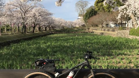 愛車と桜［読者投稿記事］