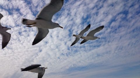 野・川で遊び飽きたら海でやる［読者投稿記事］