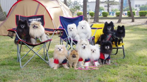 NO CAMP NO POMERANIANS［読者投稿記事］