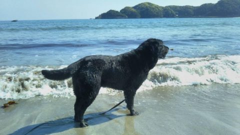 わが家のアウトドア犬を紹介します［2019/6/24］［読者投稿記事］