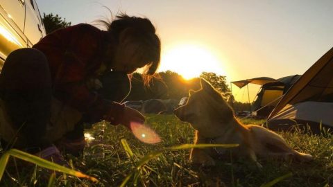 犬と夕陽［読者投稿記事］