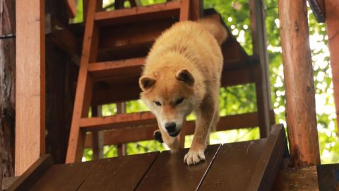 すべり台犬 大得意♪［読者投稿記事］