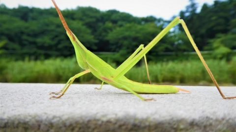 梅雨時の昆虫採集［読者投稿記事］