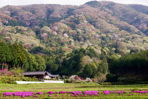 お花見するなら、野山に咲くサクラを見に「お花見ハイキング」に出かけよう