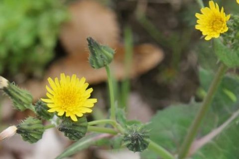 春は野草でデトックス！「野芥子（ノゲシ）」の美味しいレシピ