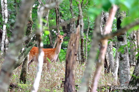 アウトドアで野生動物と出くわしてしまったら 初心者でもできる対処法 Be Pal