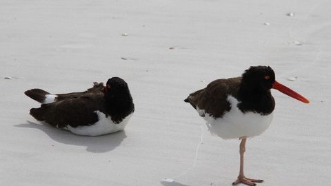 びっくり＆癒される！アメリカで出会ったワイルドライフたち