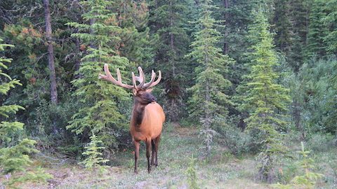 見るだけで癒される！カナダで出会ったワイルドライフたち