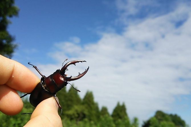 昆虫の夏。クワガタとったばい！［読者投稿記事］