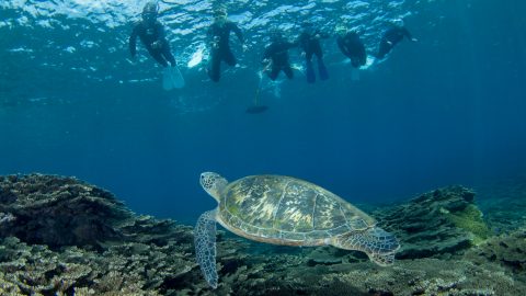 南の島だけじゃない！身近な海でサンゴが見られるスポット４選