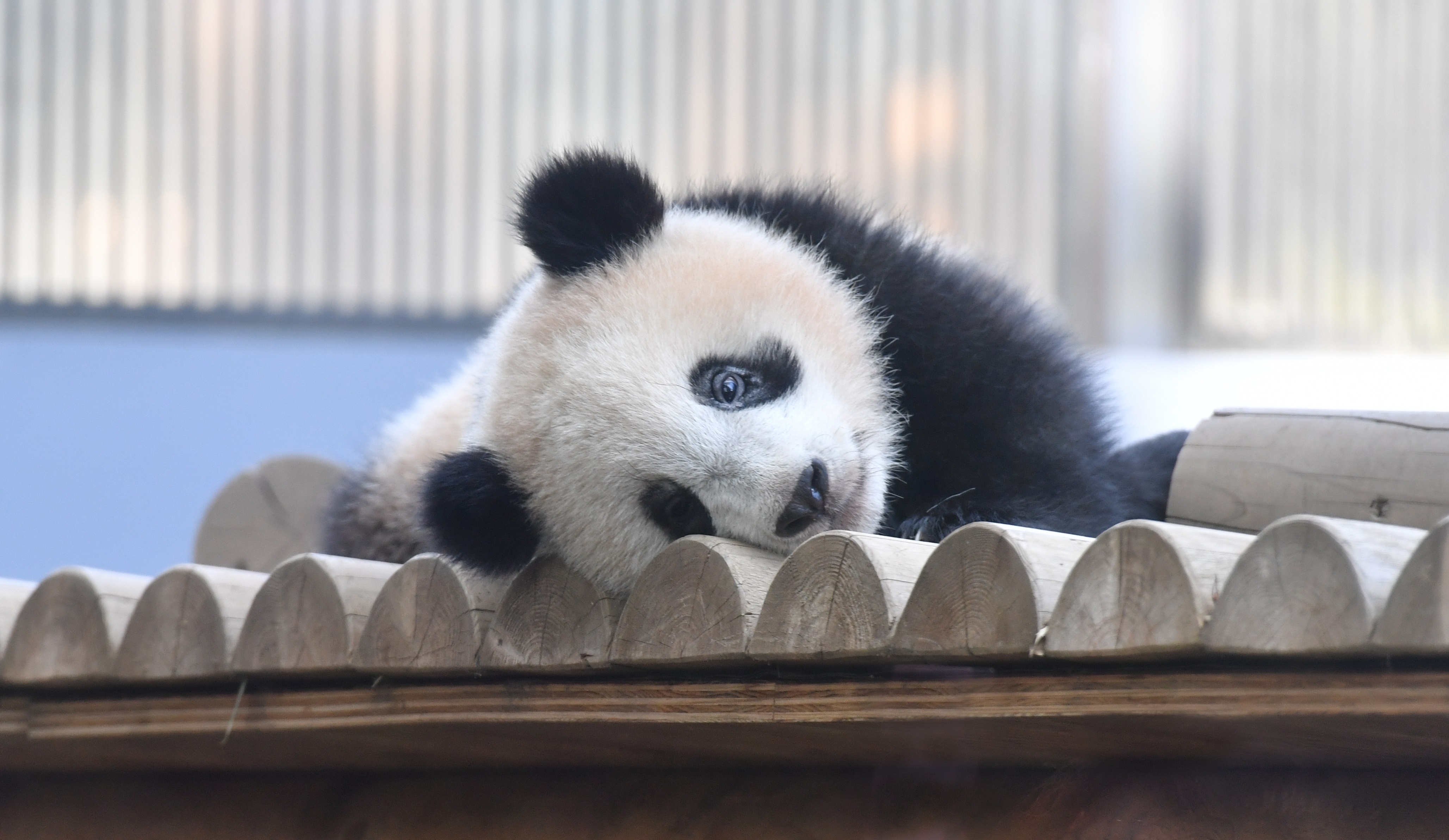パンダに癒される ぱんだうじ こと写真家 高氏貴博さんのおすすめシャンシャン写真ベスト３ Be Pal