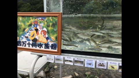 『水族館 昼間眺めて 夜生簀』［読者投稿記事］