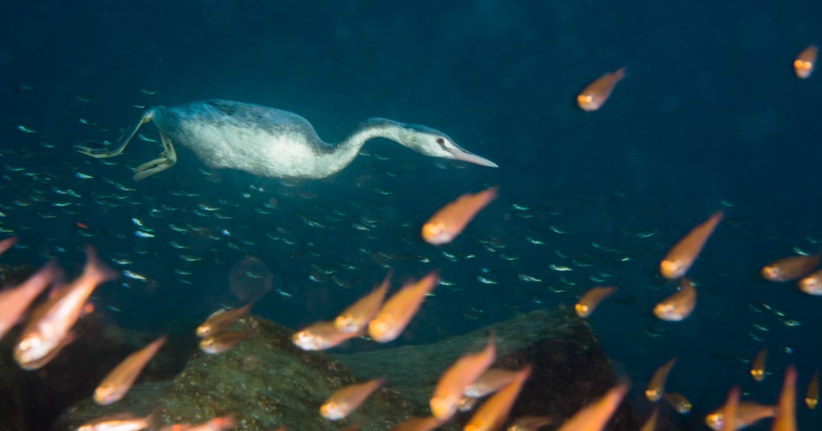 写真好きにはたまらない 冬の海 で見られる生き物たち 海 川 カヌー 釣り Be Pal キャンプ アウトドア 自然派生活の情報源ビーパル