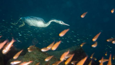 写真好きにはたまらない！「冬の海」で見られる生き物たち