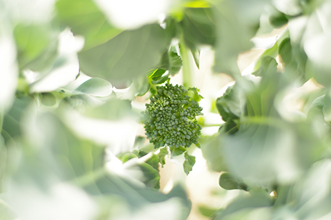 収穫まであと少し 冬野菜の中でも育てやすい芽キャベツのメンテナンス方法 農業 ガーデニング Be Pal キャンプ アウトドア 自然派生活の情報源ビーパル