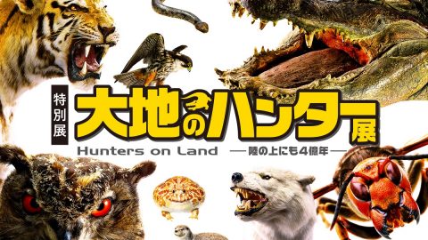 3月9日より開催！特別展「大地のハンター展 ～陸の上にも4億年～」