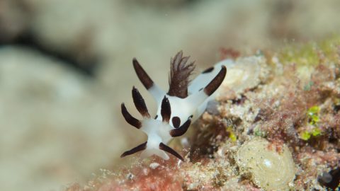 カラフルでかわいい「ウミウシ」。個性的でユニークな暮らしぶりとは？