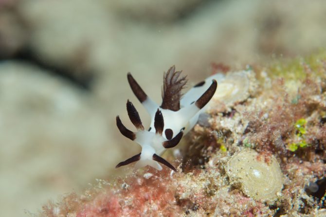 カラフルでかわいい「ウミウシ」。個性的でユニークな暮らしぶりとは？