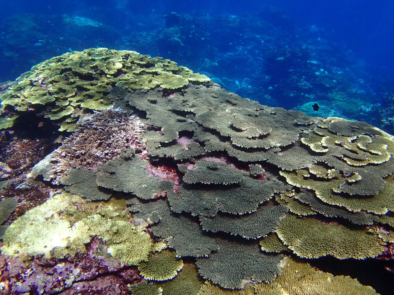 100年先もサンゴ礁と共にあるために サンゴ礁の聖地 喜界島 ナチュラルライフ Be Pal キャンプ アウトドア 自然派生活の情報源ビーパル