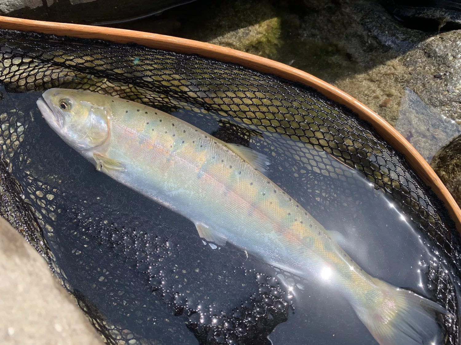 渓流釣りにチャレンジしてみよう！初心者でも始めやすいルアー